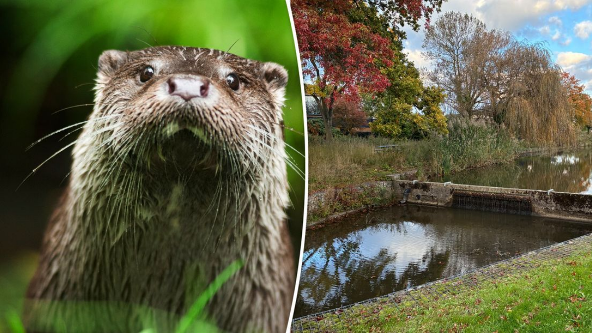 Otters foto O Ost
