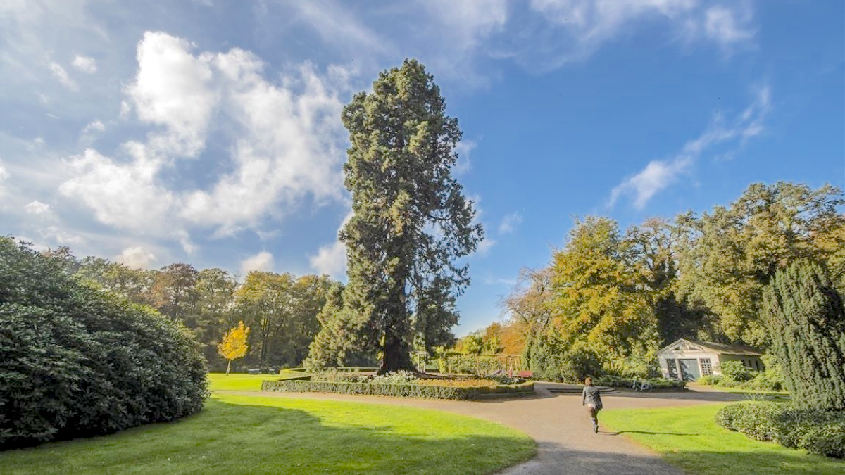 Mammoetboom Ledeboerpark Enschede foto 1 Twente