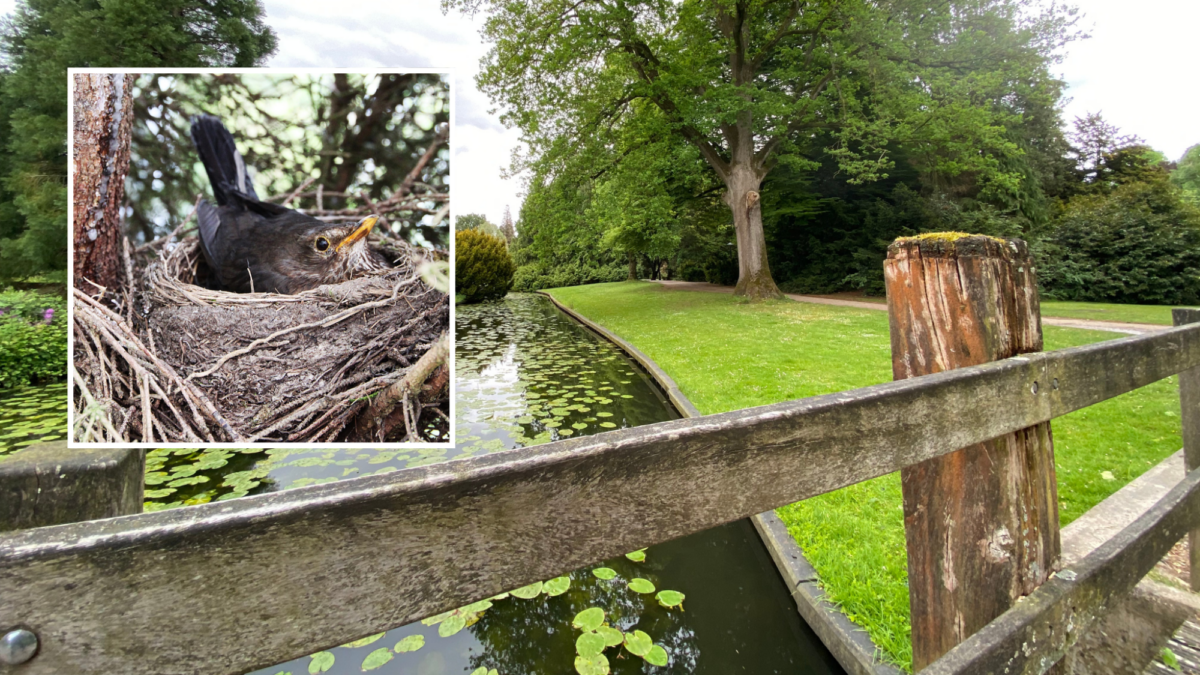 Volkspark klimwedstrijd en broedende vogels foto 1 Twente inzet Pixabay