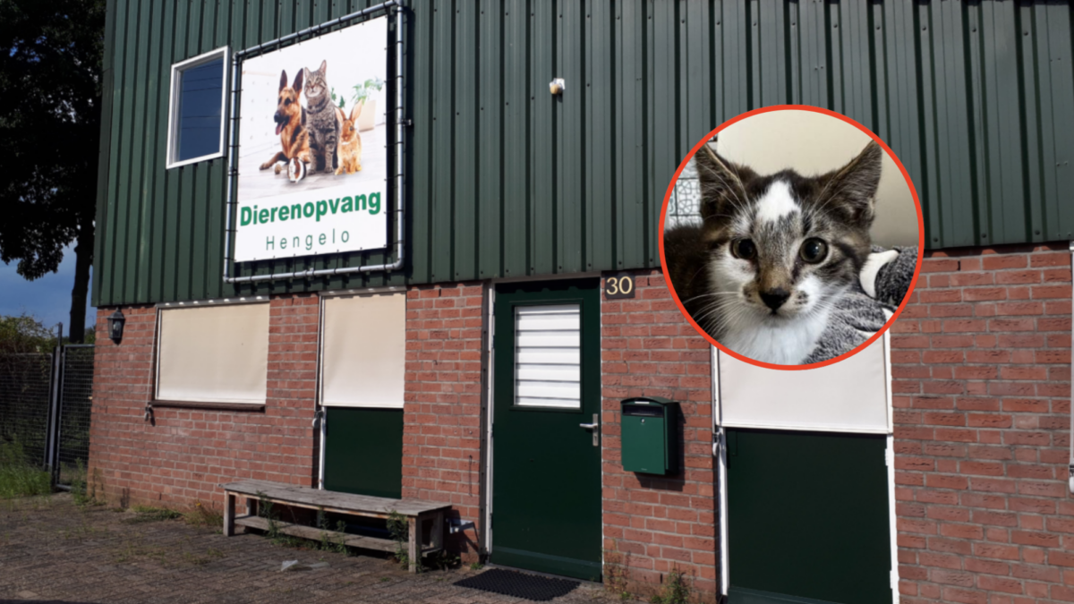 Kittenkijkavond