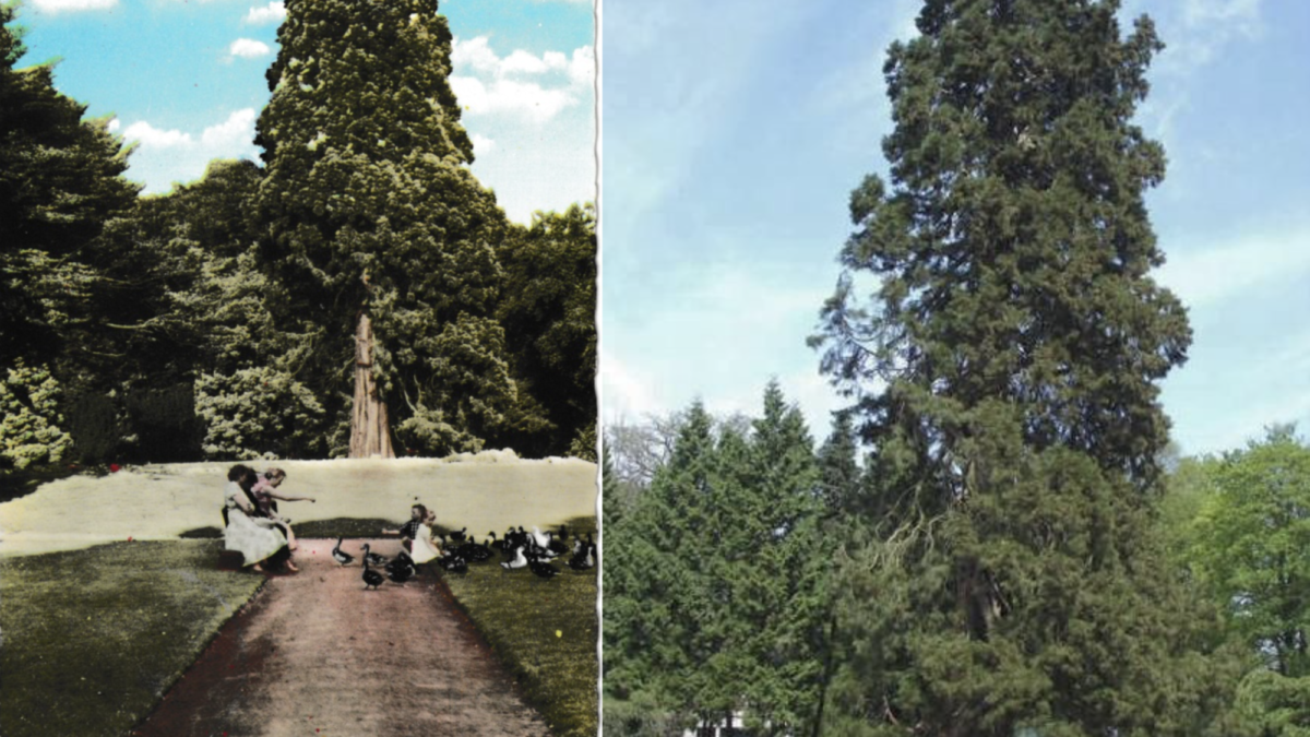 Mammoetboom 1964 en 2016 - Ledeboerpark