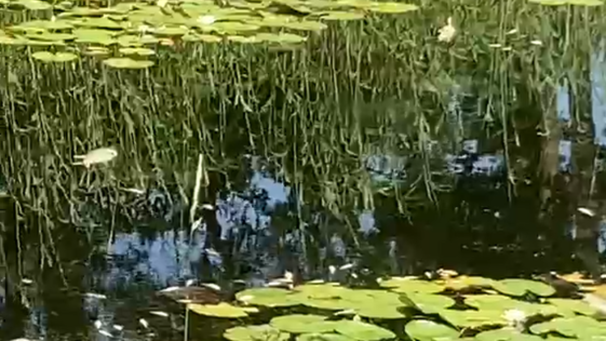 Reutum dode vissen almelo nordhorn kanaal 1