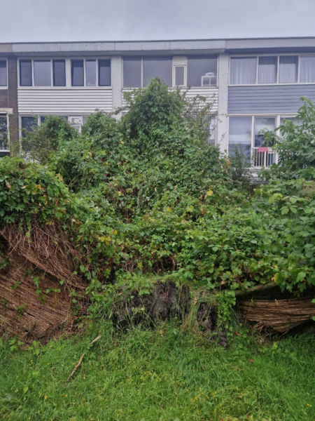 Omgevallen boom aan de Ahauslanden