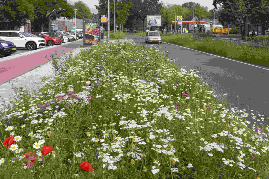 250203 inheemse berm bron Steenbreek