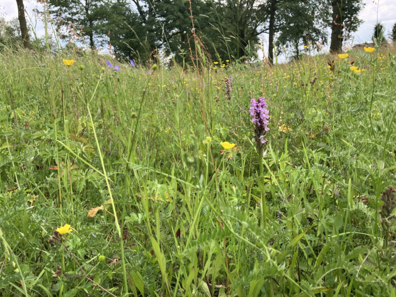 250203 Bloemrijke berm met orchidee bron Mark Hoksberg