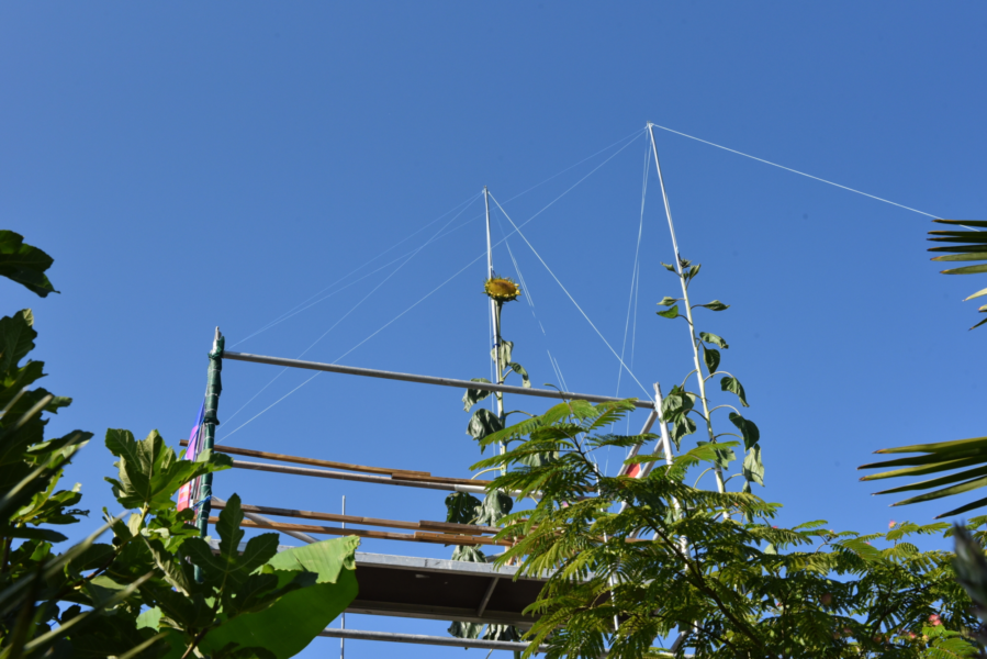 20250811 Jeroen zonnebloem record 4