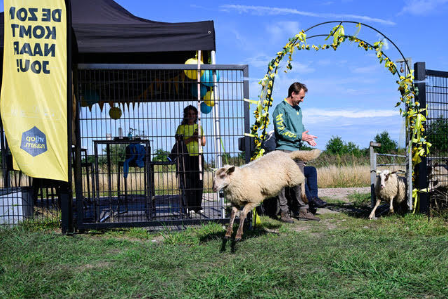 Blije schapen springen het nieuwe zonnepark in Enter binnen