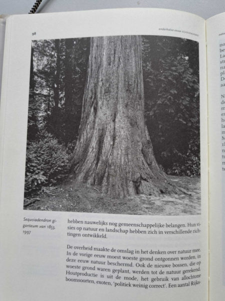 Oudste sequoia van NL in Putten