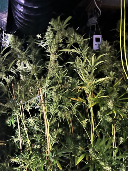 260826 Cannabisplantage jpg